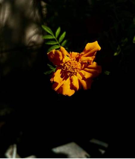 Saisonale Blumenmiete FLEX B6